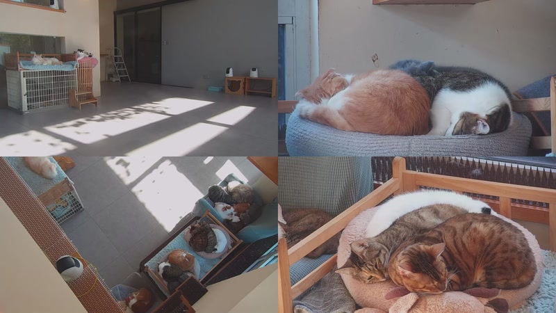 【2025-11-19 10点场】喵放送：喵放送☀️喵呜~