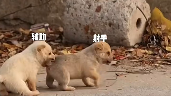 像不像你们玩的射手与辅助