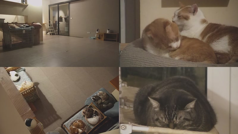 【2025-11-20 02点场】喵放送：喵放送☀️喵呜~