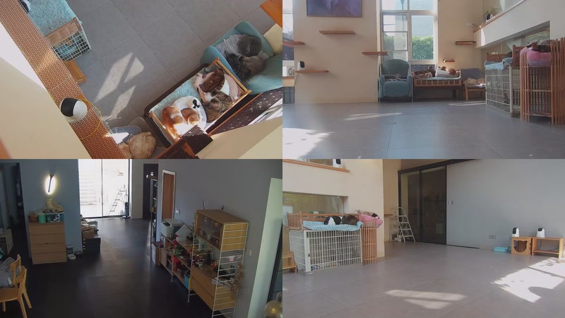 【2025-11-20 12点场】喵放送：喵放送☀️喵呜~