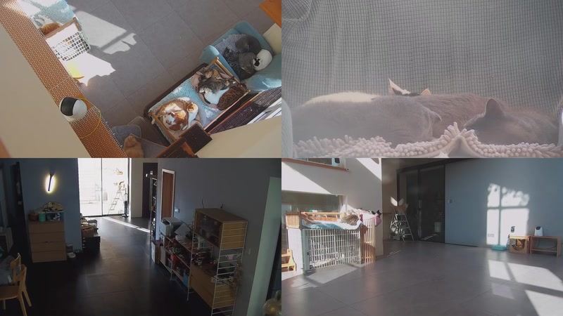 【2025-11-20 14点场】喵放送：喵放送☀️喵呜~