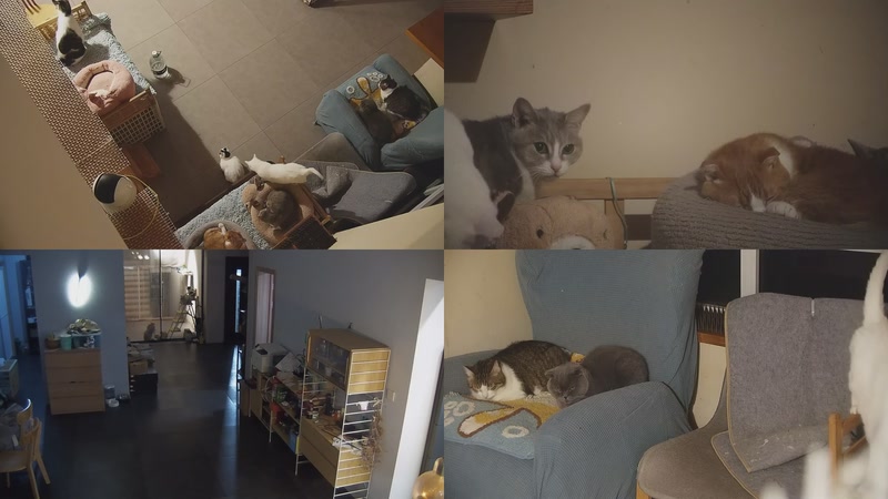 【2025-11-20 18点场】喵放送：喵放送☀️喵呜~