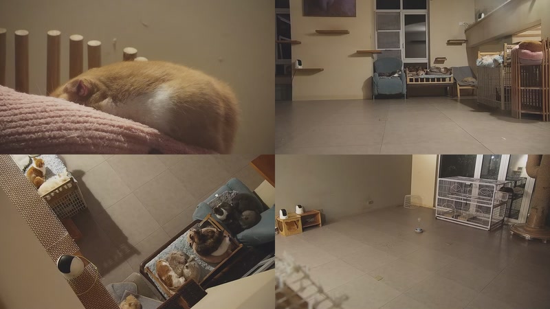 【2025-11-20 00点场】喵放送：喵放送☀️喵呜~