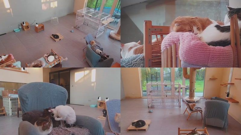 【2025-11-20 16点场】喵放送：喵放送☀️喵呜~