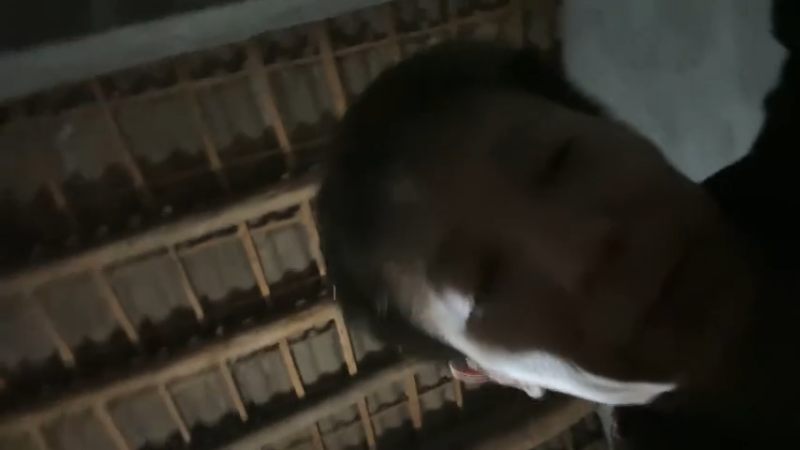 【2025-11-20 02点场】小皮【南波家族】：逃离潘家沟day1！