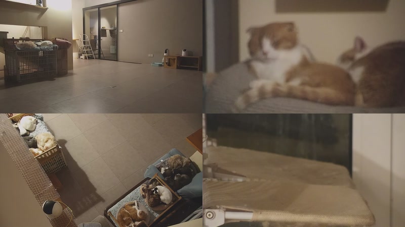 【2025-11-20 04点场】喵放送：喵放送☀️喵呜~