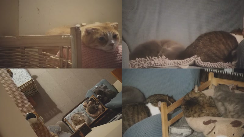 【2025-11-19 22点场】喵放送：喵放送☀️喵呜~