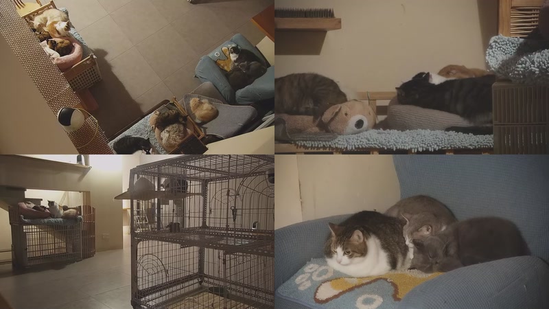 【2025-11-20 22点场】喵放送：喵放送☀️喵呜~