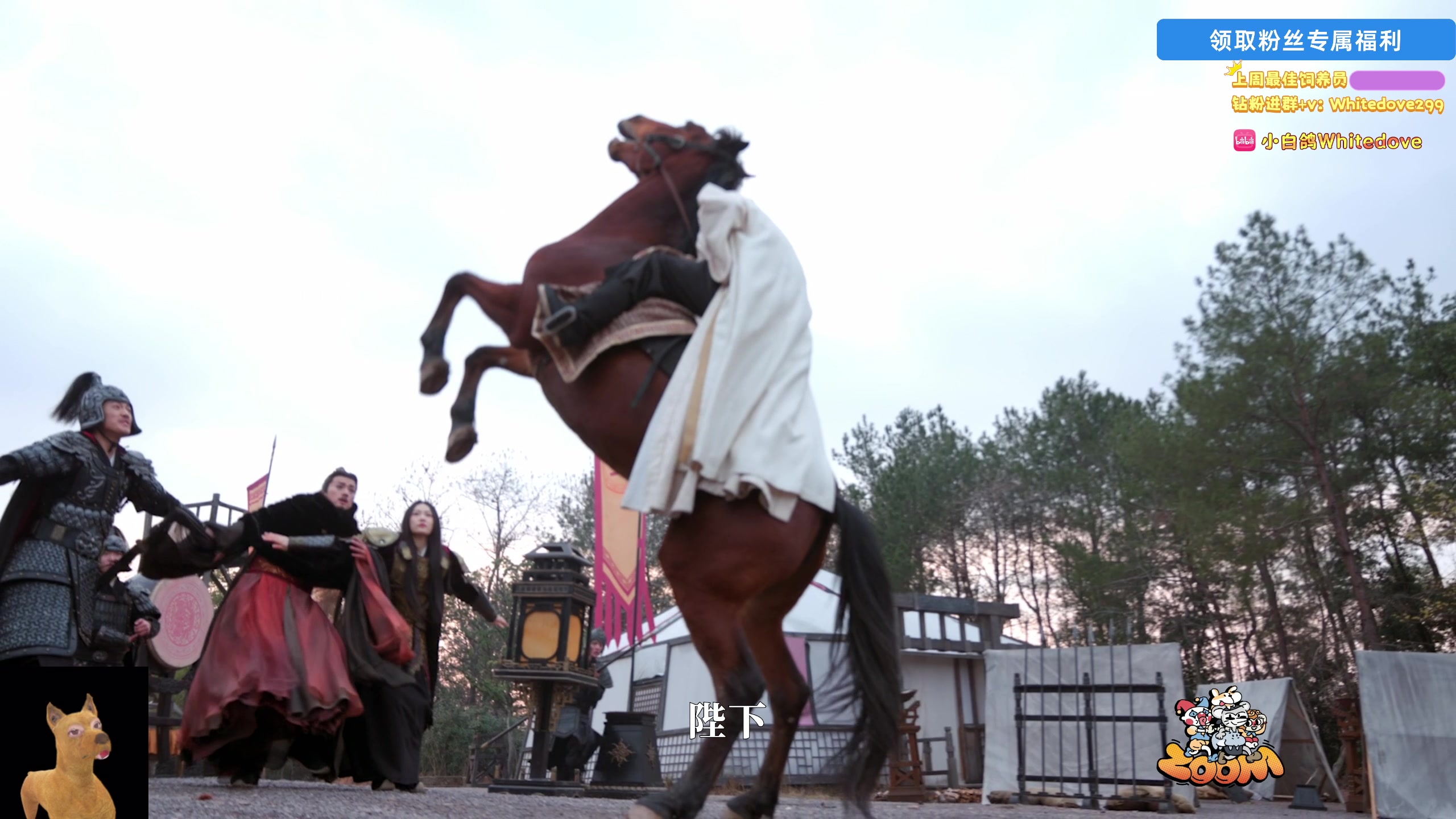 【2025-11-21 20点场】小白鸽WhiteDove：【小白鸽】 宝宝们 集合！