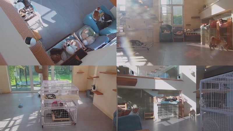 【2025-11-21 14点场】喵放送：喵放送☀️喵呜~