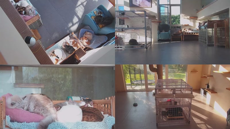 【2025-11-21 08点场】喵放送：喵放送☀️喵呜~