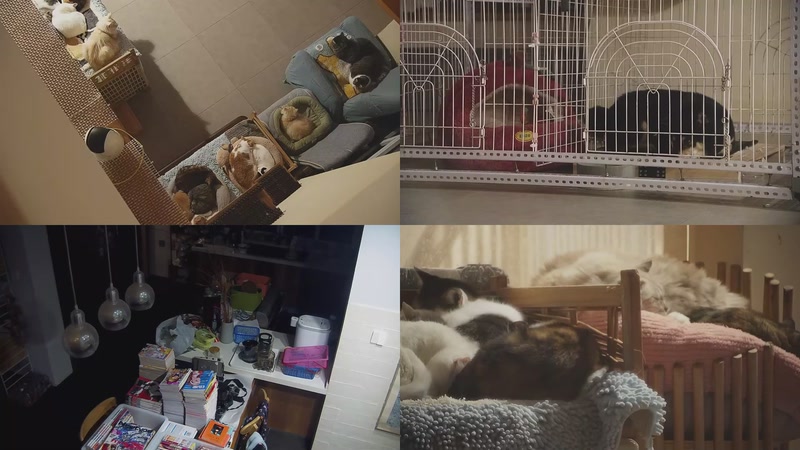 【2025-11-21 18点场】喵放送：喵放送☀️喵呜~