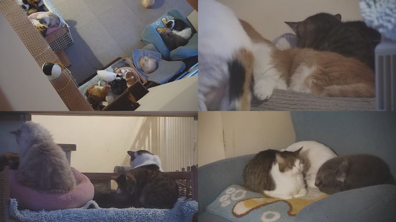 【2025-11-21 06点场】喵放送：喵放送☀️喵呜~