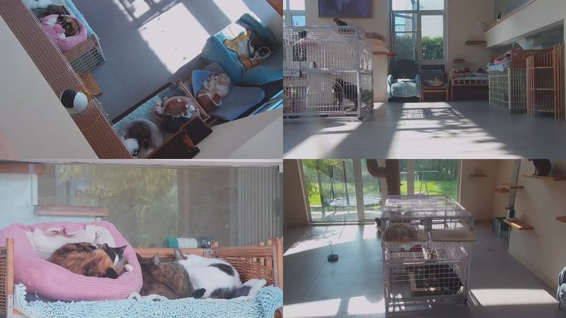 【2025-11-21 10点场】喵放送：喵放送☀️喵呜~