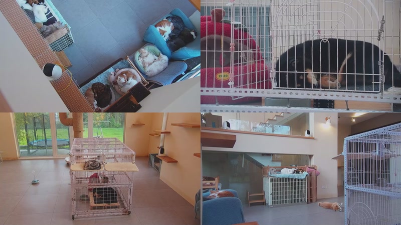 【2025-11-21 16点场】喵放送：喵放送☀️喵呜~