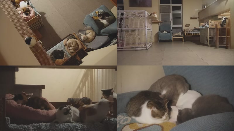 【2025-11-21 00点场】喵放送：喵放送☀️喵呜~