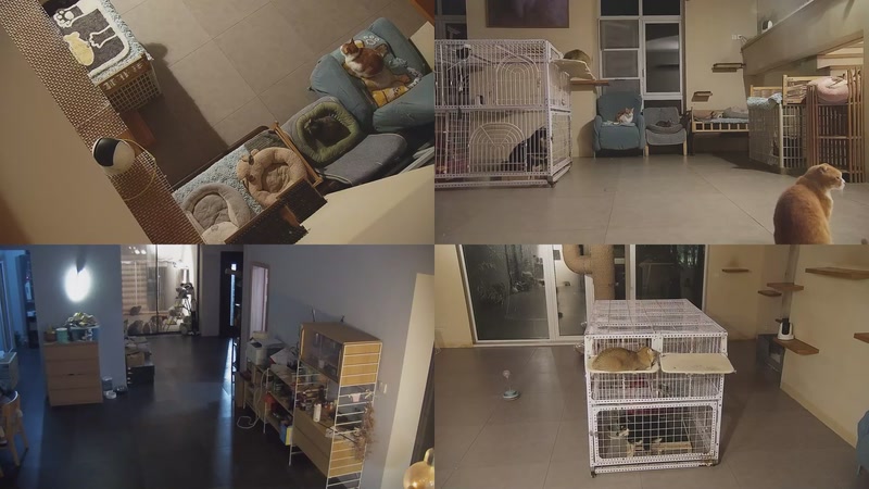 【2025-11-21 20点场】喵放送：喵放送☀️喵呜~