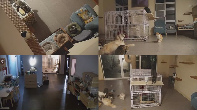 【2025-11-22 20点场】喵放送：喵放送☀️喵呜~