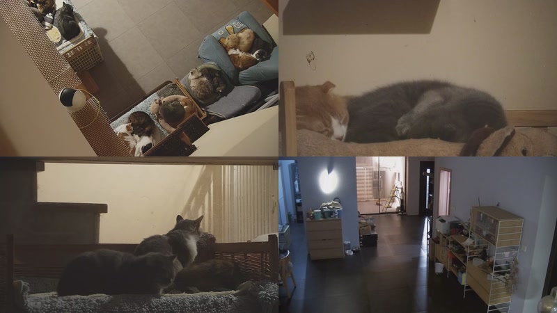 【2025-11-22 18点场】喵放送：喵放送☀️喵呜~