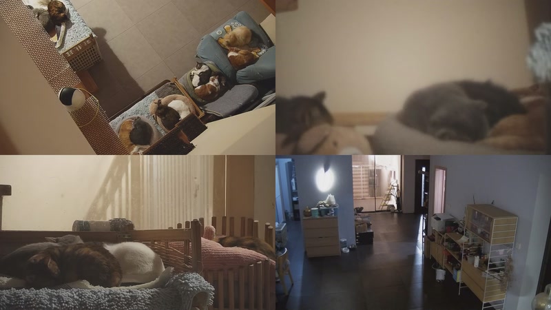 【2025-11-22 02点场】喵放送：喵放送☀️喵呜~