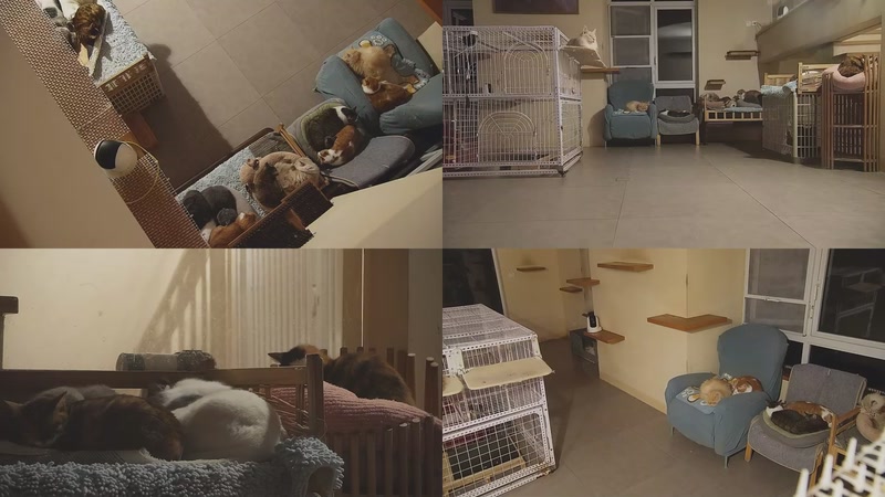 【2025-11-22 00点场】喵放送：喵放送☀️喵呜~