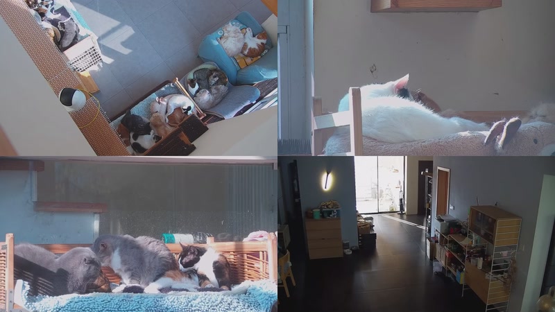 【2025-11-22 14点场】喵放送：喵放送☀️喵呜~