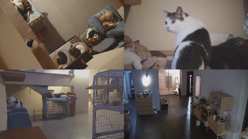 【2025-11-22 06点场】喵放送：喵放送☀️喵呜~