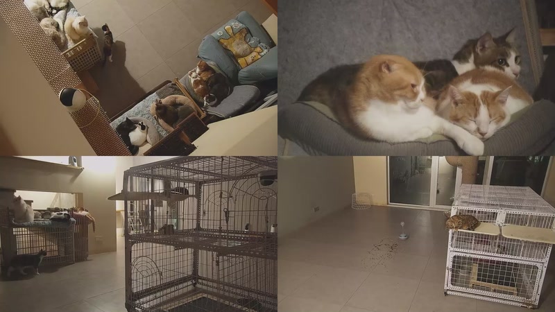 【2025-11-21 22点场】喵放送：喵放送☀️喵呜~