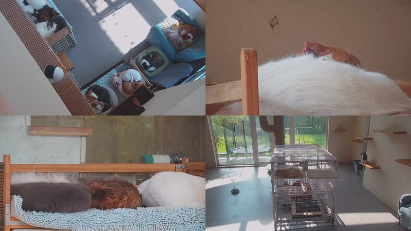 【2025-11-22 10点场】喵放送：喵放送☀️喵呜~