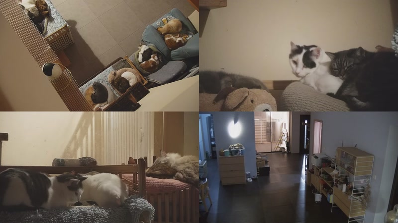 【2025-11-22 04点场】喵放送：喵放送☀️喵呜~