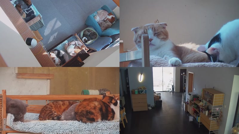 【2025-11-22 12点场】喵放送：喵放送☀️喵呜~