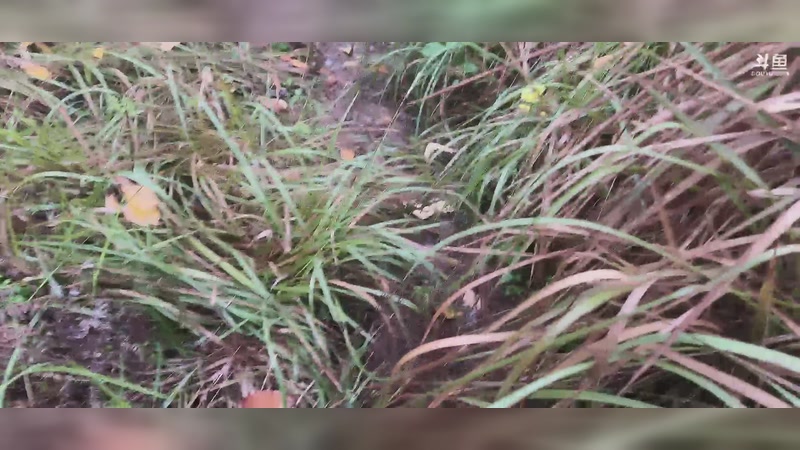 【2025-11-22 完整版】小皮【南波家族】：祝梦想哥生日快乐！