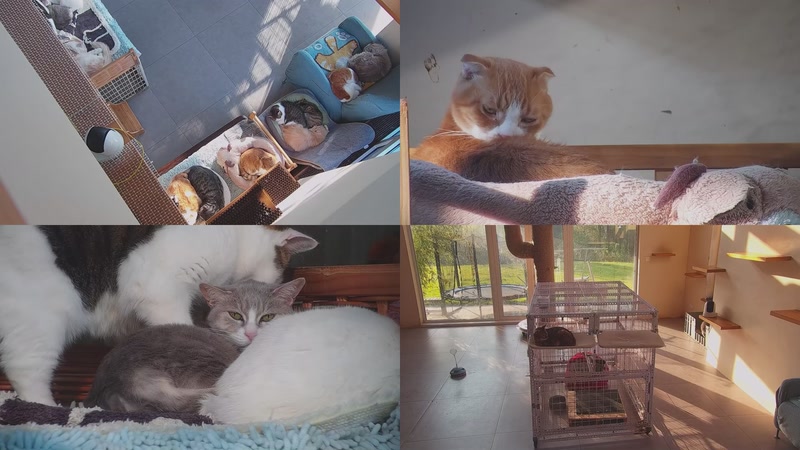 【2025-11-22 08点场】喵放送：喵放送☀️喵呜~