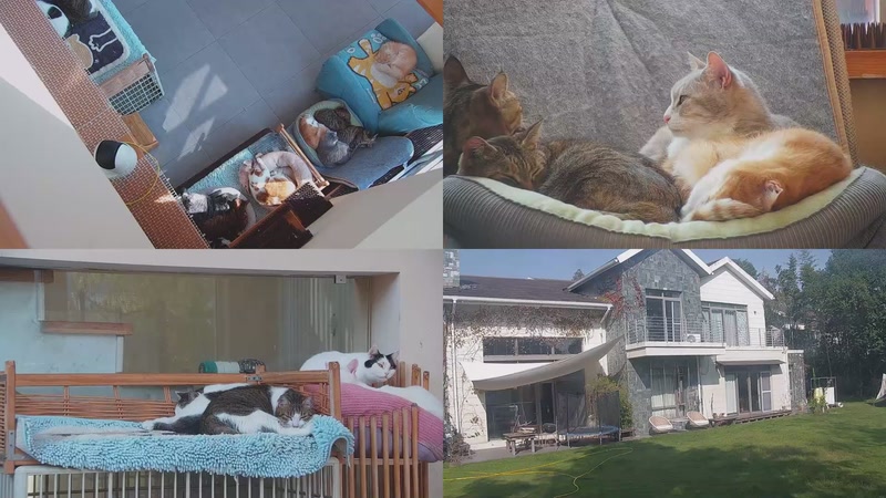 【2025-11-23 12点场】喵放送：喵放送☀️喵呜~