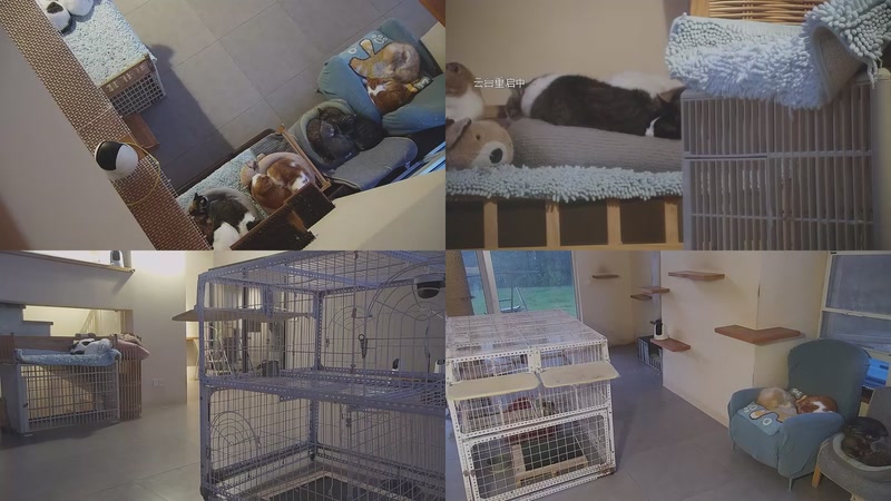 【2025-11-23 06点场】喵放送：喵放送☀️喵呜~