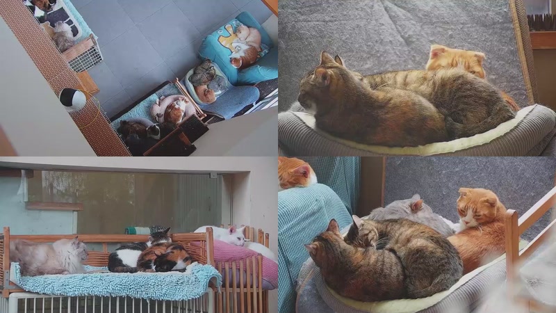 【2025-11-23 14点场】喵放送：喵放送☀️喵呜~