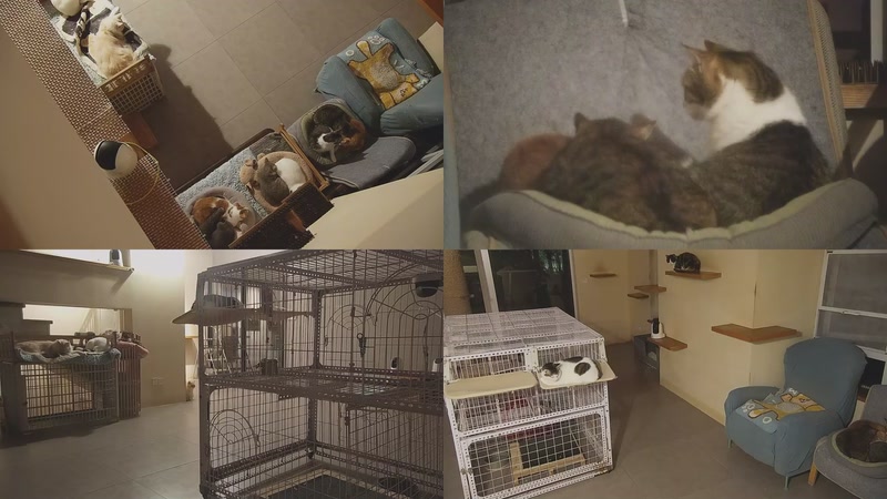 【2025-11-22 22点场】喵放送：喵放送☀️喵呜~