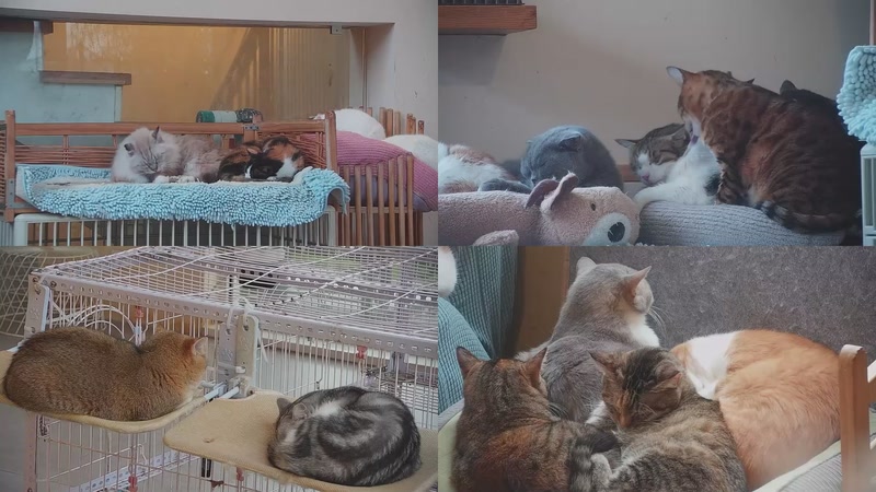 【2025-11-23 16点场】喵放送：喵放送☀️喵呜~