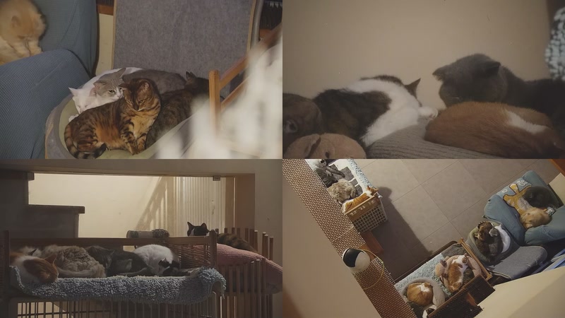 【2025-11-24 06点场】喵放送：喵放送☀️喵呜~