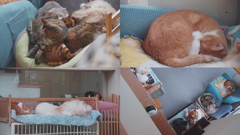 【2025-11-24 10点场】喵放送：喵放送☀️喵呜~