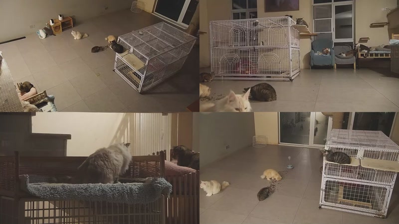 【2025-11-24 20点场】喵放送：喵放送☀️喵呜~