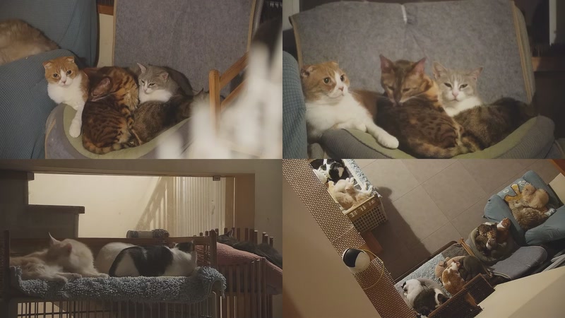 【2025-11-23 22点场】喵放送：喵放送☀️喵呜~