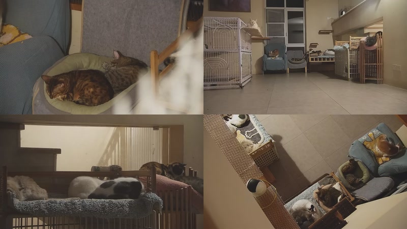 【2025-11-24 00点场】喵放送：喵放送☀️喵呜~