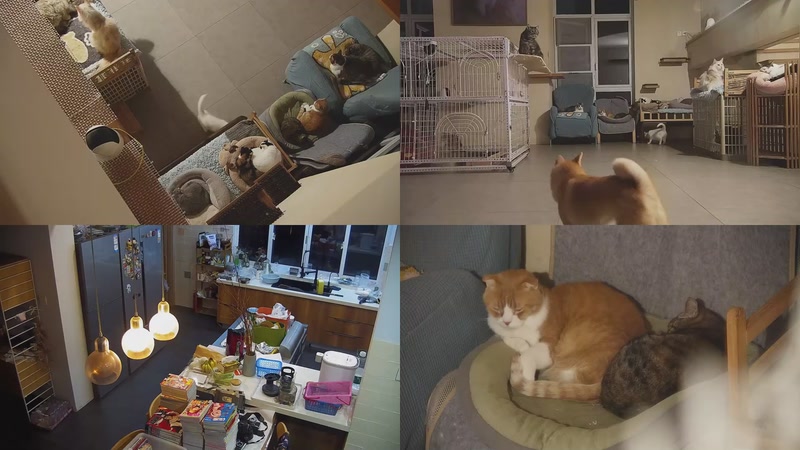 【2025-11-24 18点场】喵放送：喵放送☀️喵呜~