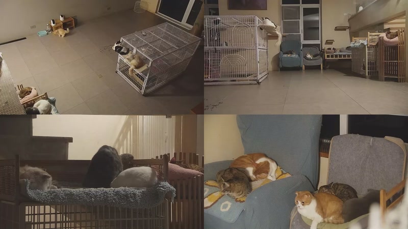 【2025-11-24 22点场】喵放送：喵放送☀️喵呜~