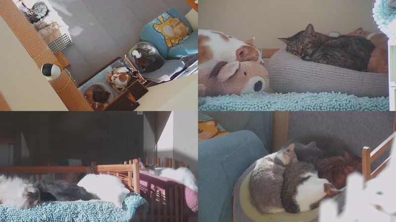 【2025-11-25 14点场】喵放送：喵放送☀️喵呜~