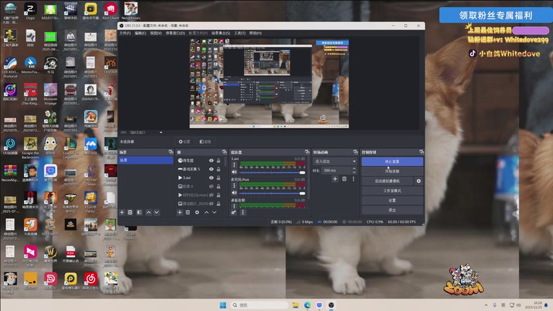 【2025-11-25 16点场】小白鸽WhiteDove：【小白鸽】来这里钓鱼就好！