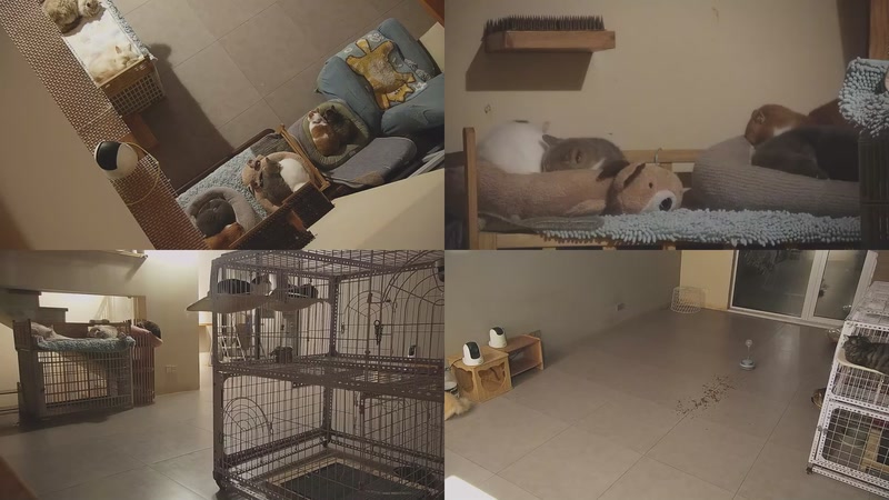 【2025-11-25 20点场】喵放送：喵放送☀️喵呜~