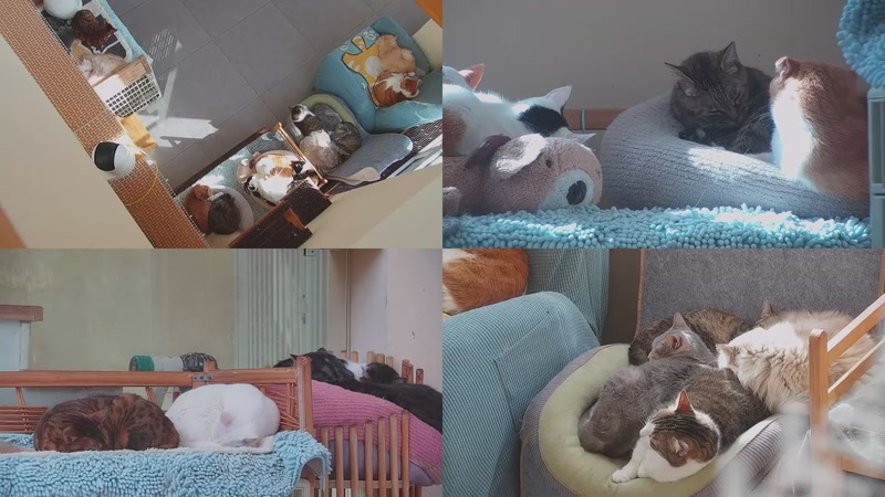 【2025-11-25 12点场】喵放送：喵放送☀️喵呜~