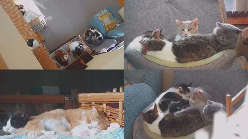 【2025-11-26 14点场】喵放送：喵放送☀️喵呜~